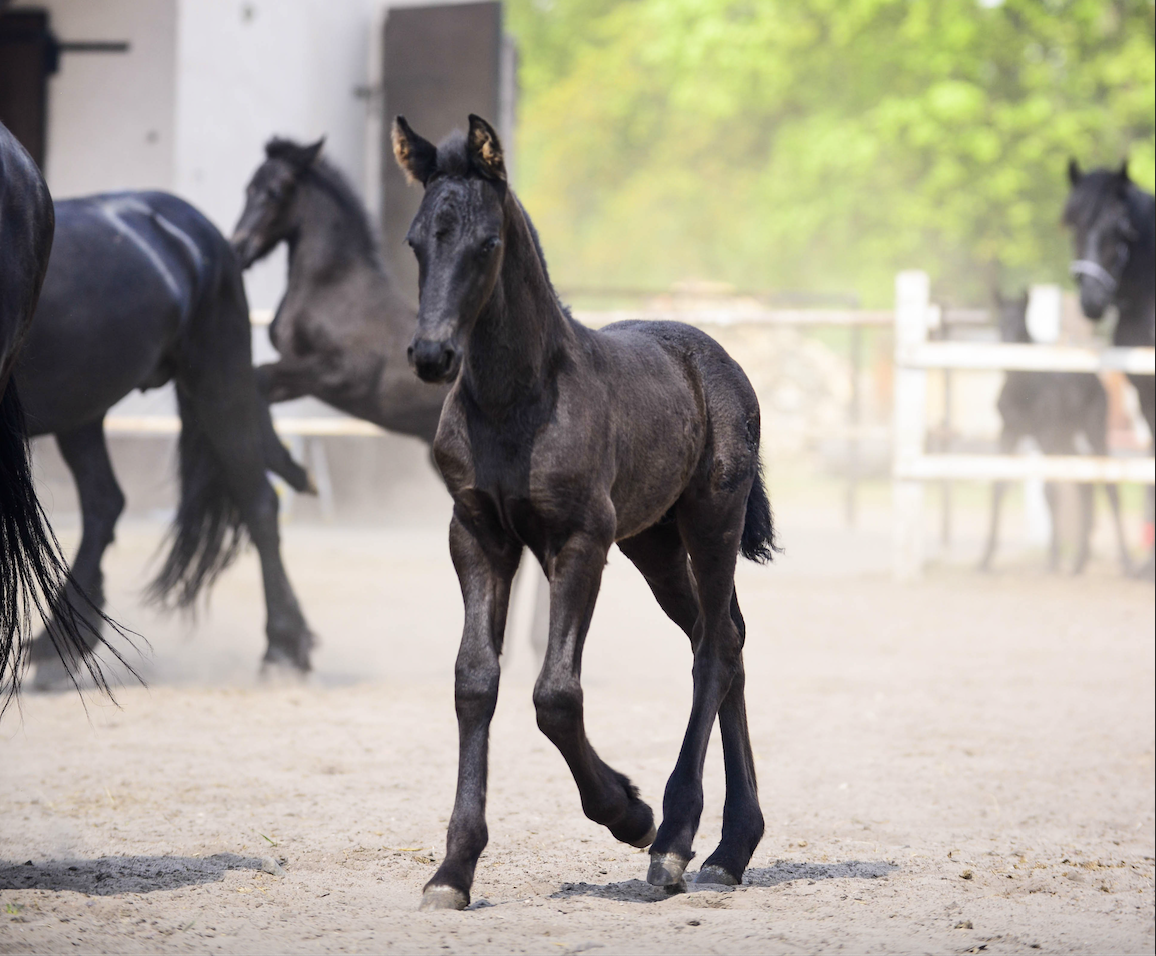 Mały czarny koń w ruchu